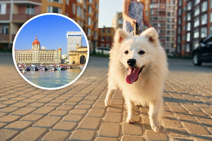 Pet Relocation Services in Vellore