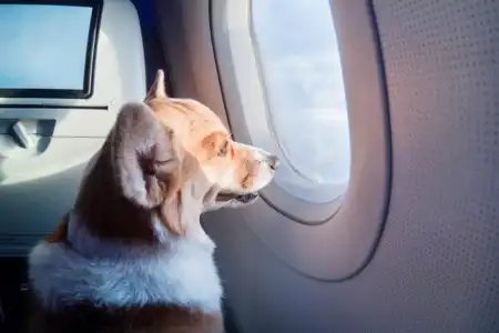 Pet Air Transport from Vellore