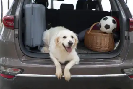 Pet Transport by Road in Vellore