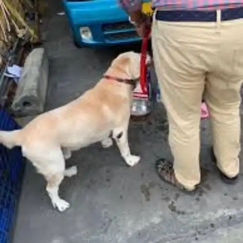 Pet Relocation Moment