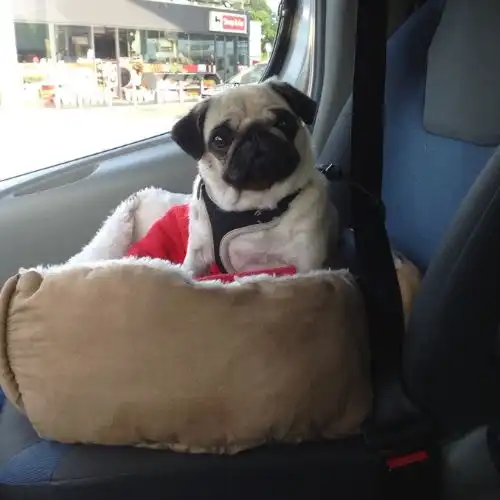 Pet Relocation Moment
