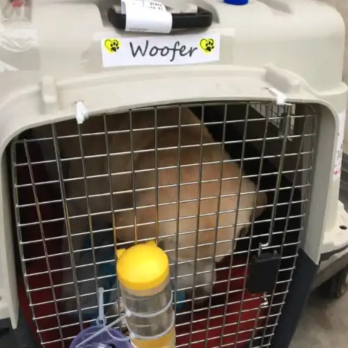 Pet Relocation Moment