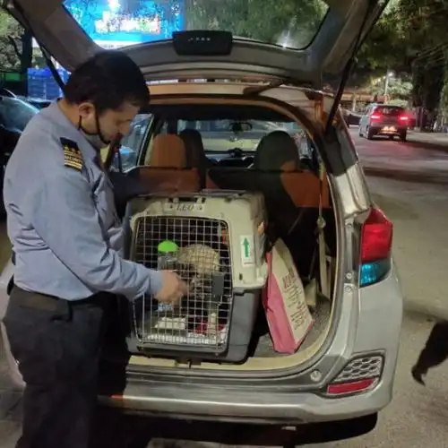 Pet Relocation Moment