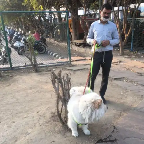 Pet Relocation Moment