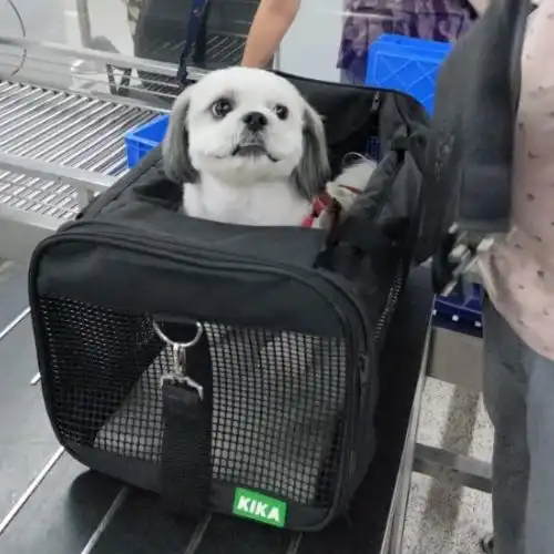 Pet Relocation Moment