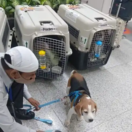 Pet Transportation Services