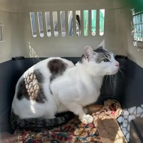 Pet Relocation Moment