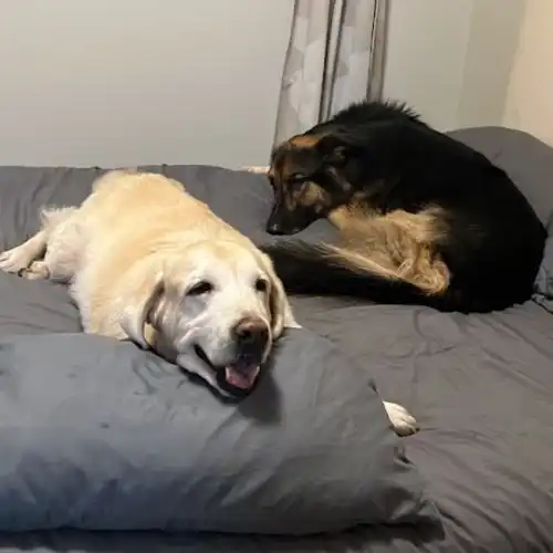 Pet Relocation Moment