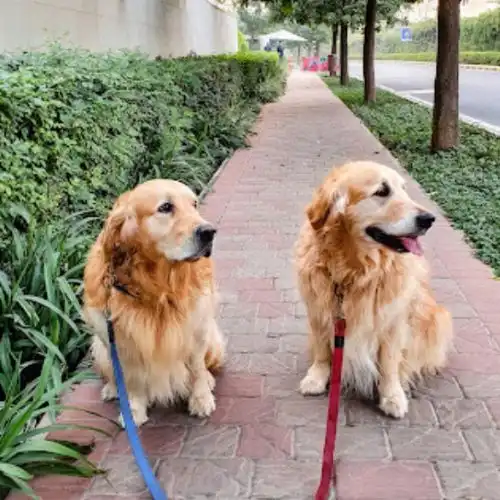 Pet Relocation Moment